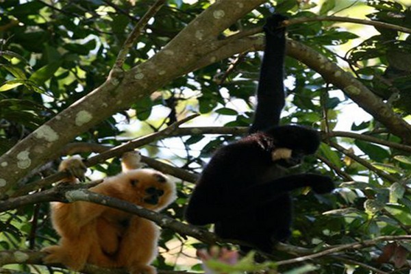 Cat Tien National Park Wild Gibbon Tour